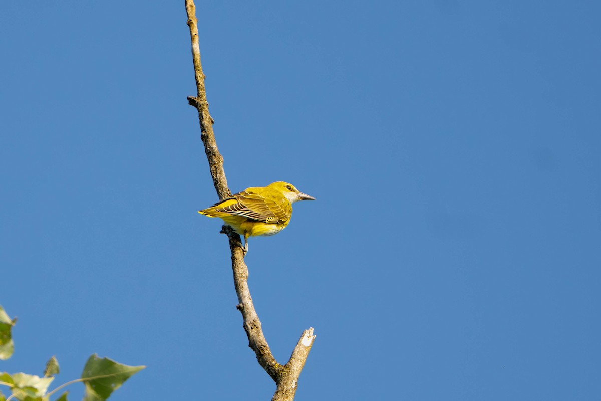 Эгэл шаргач - ML644201894