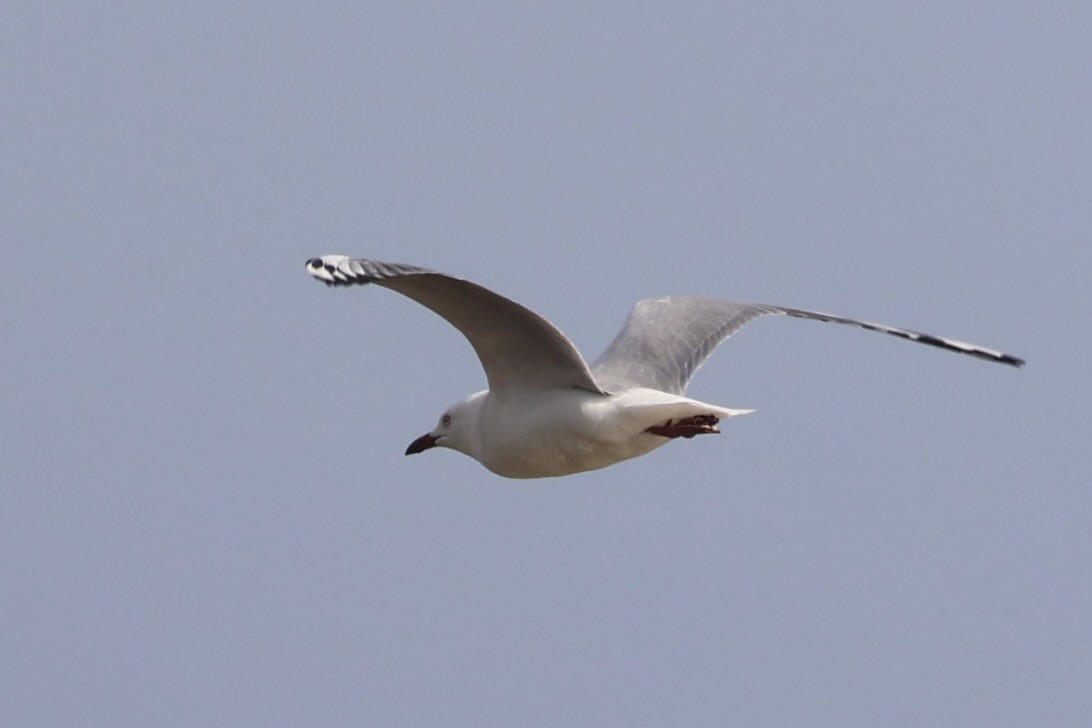 Mouette argentée - ML644201902