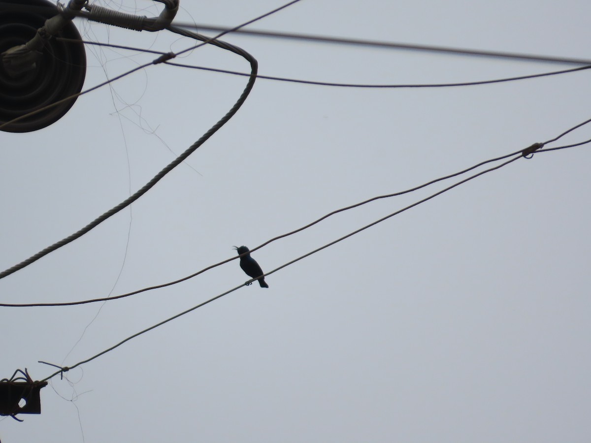 Purple Sunbird - ML644201916