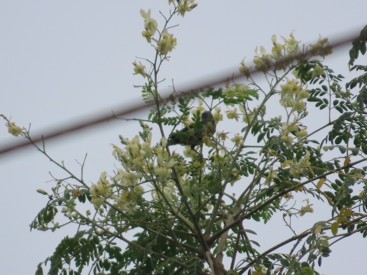 Purple Sunbird - ML644201917