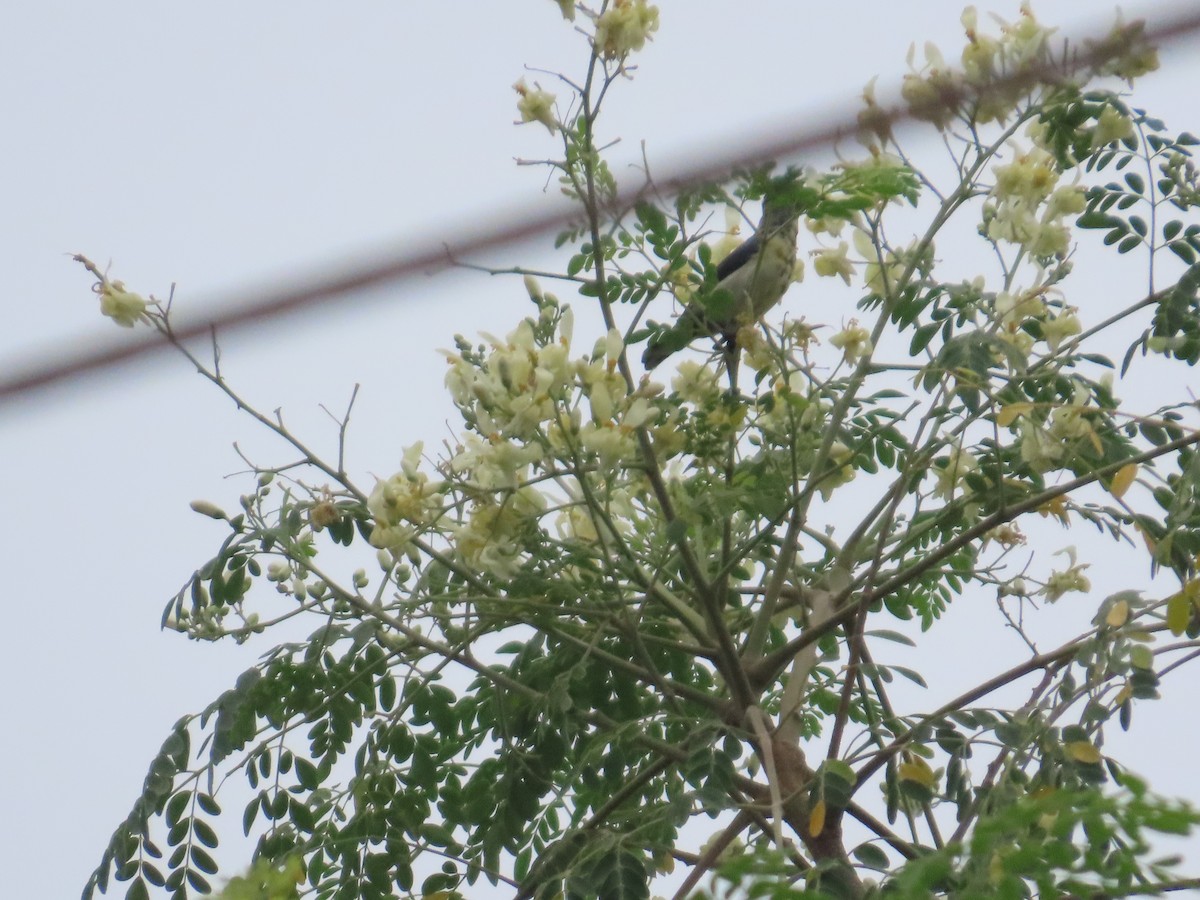 Purple Sunbird - ML644201918