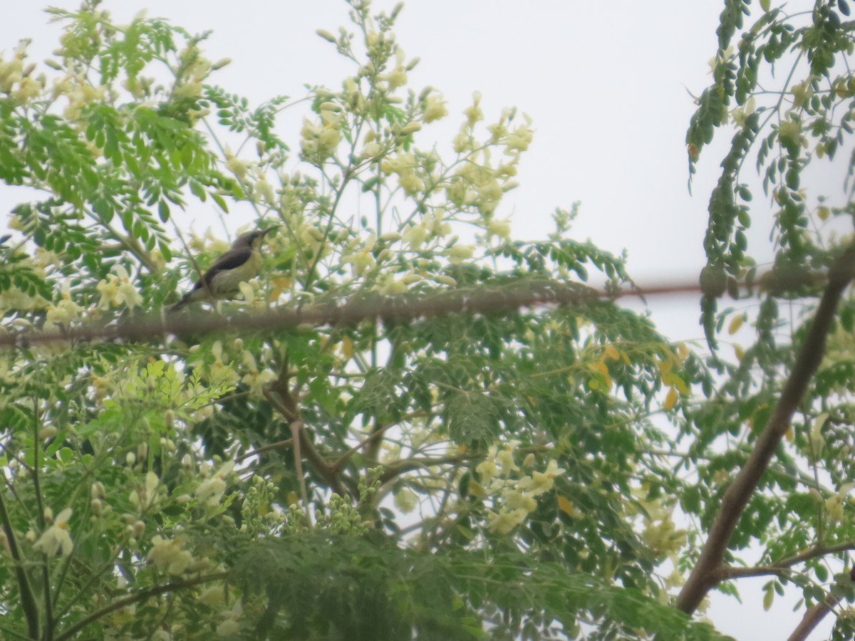Purple Sunbird - ML644201925