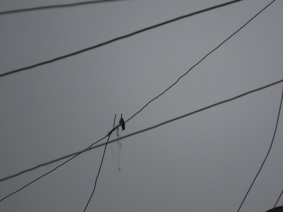 Purple Sunbird - ML644201926