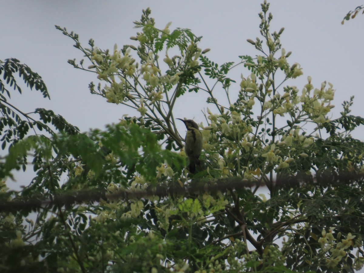 Purple Sunbird - ML644201927