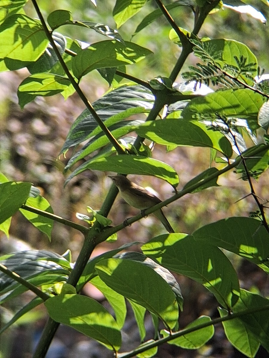 Blyth's Reed Warbler - ML644201928