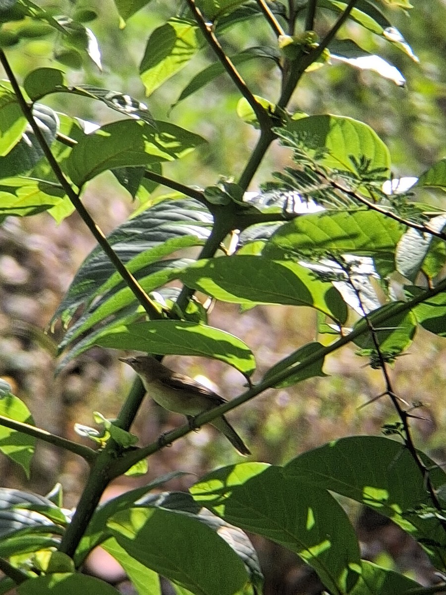 Blyth's Reed Warbler - ML644201929