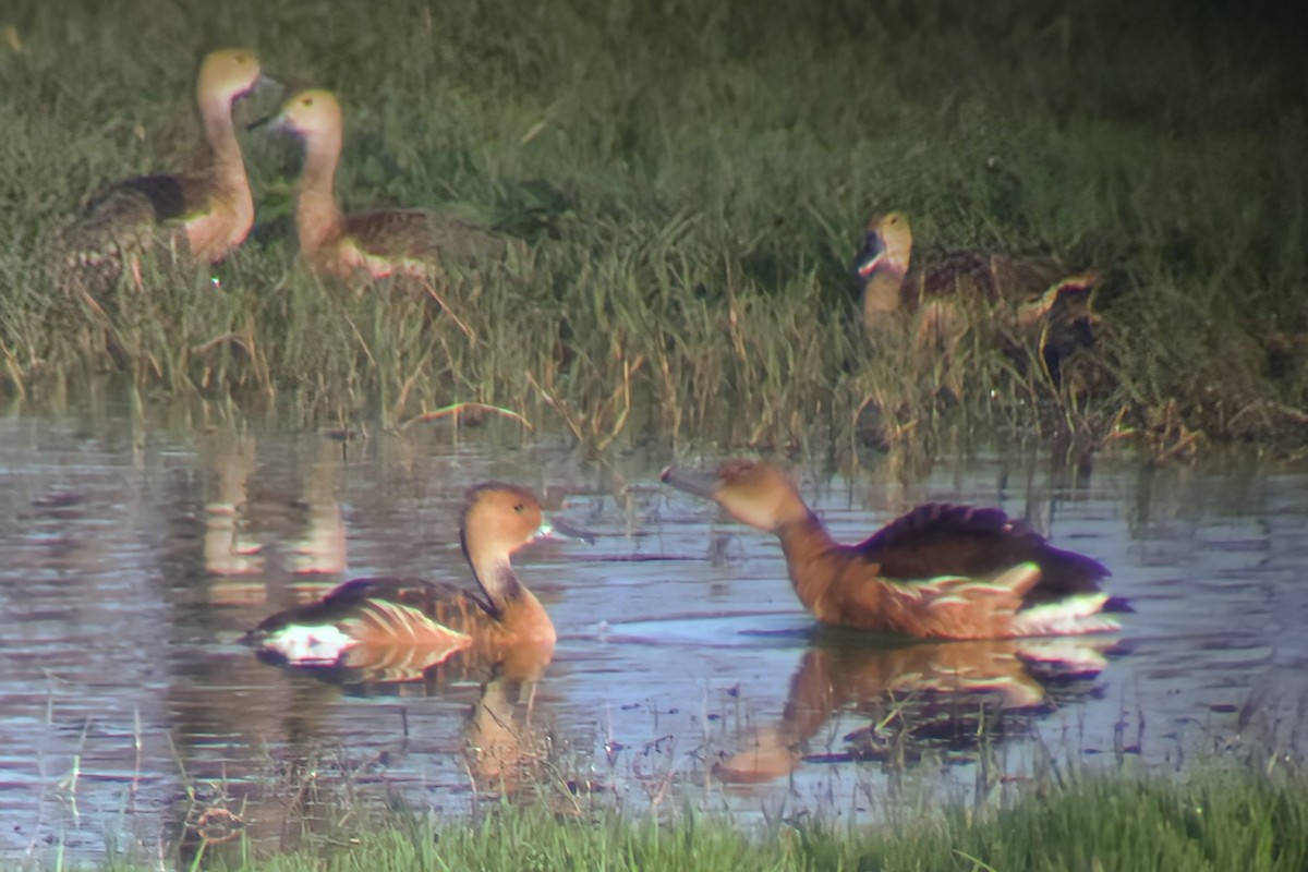 Fulvous Whistling-Duck - ML644201930