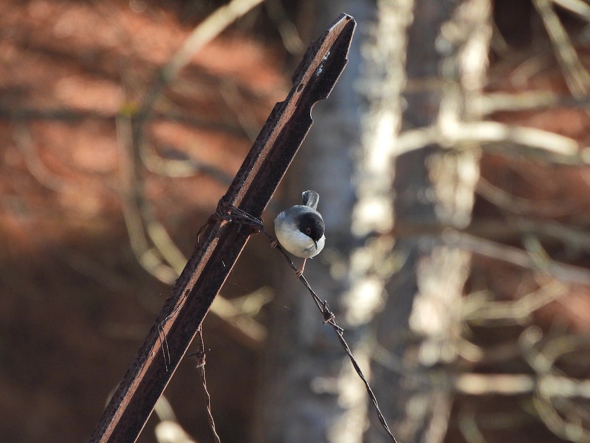 Sardinian Warbler - ML644201931