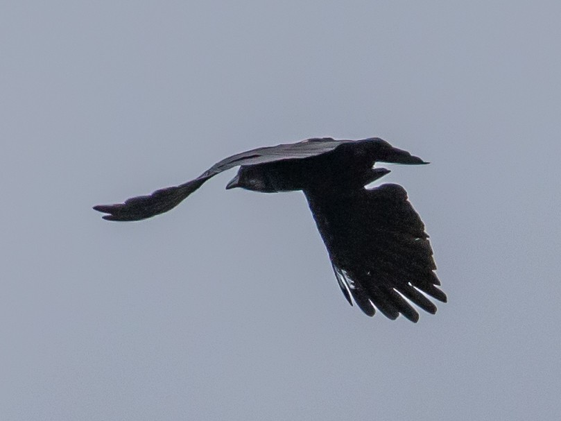 Carrion Crow - ML644201932