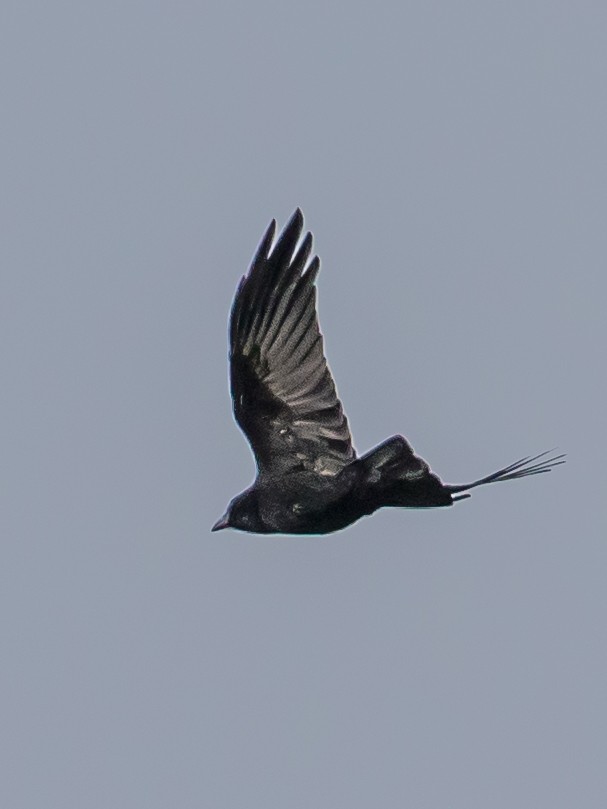 Carrion Crow - ML644201933