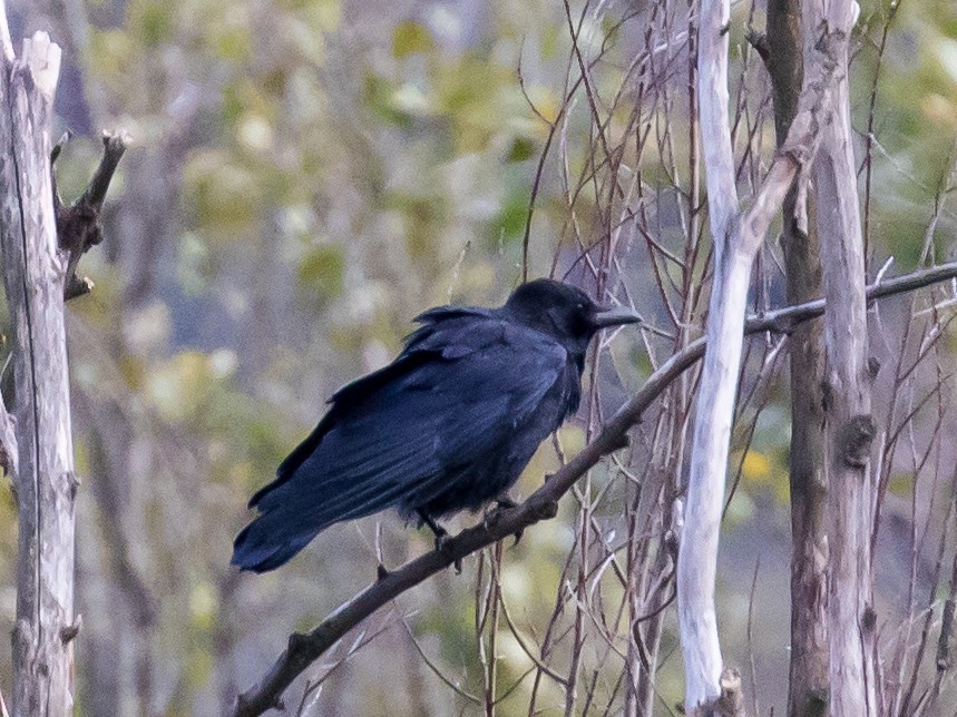 Carrion Crow - ML644201934