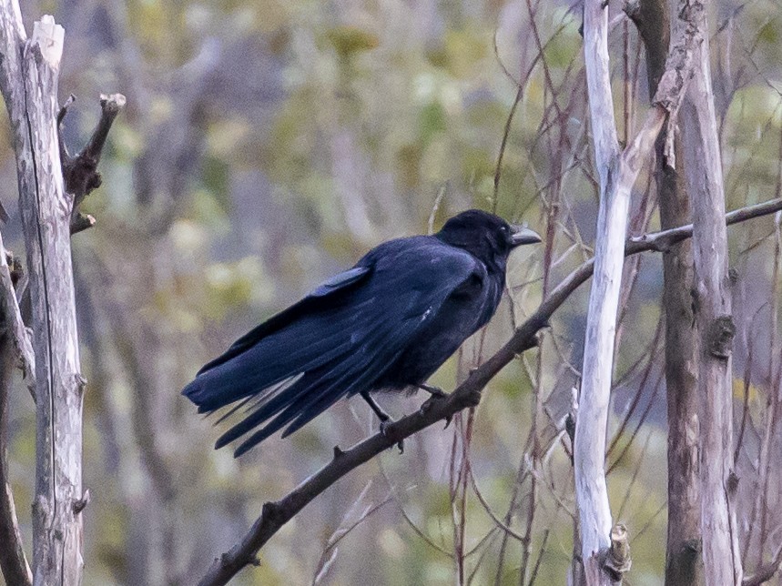 Carrion Crow - ML644201935