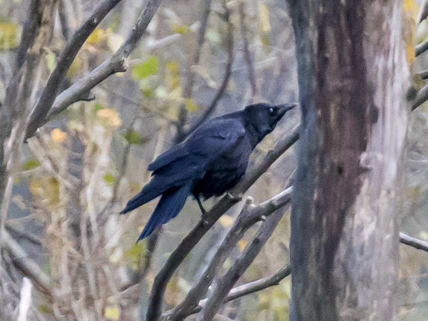 Carrion Crow - ML644201936