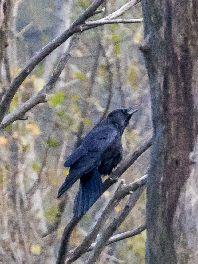 Carrion Crow - ML644201937
