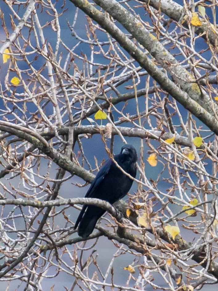 Carrion Crow - ML644201938