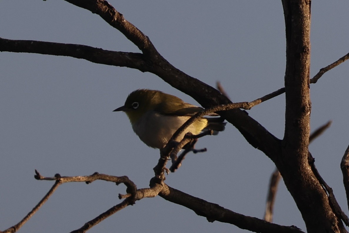 Silvereye - ML644201940