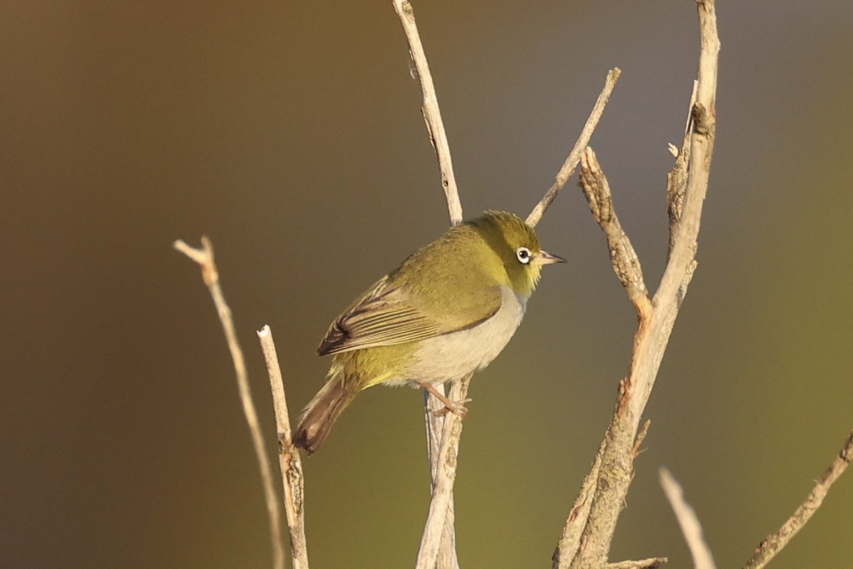 Silvereye - ML644201941