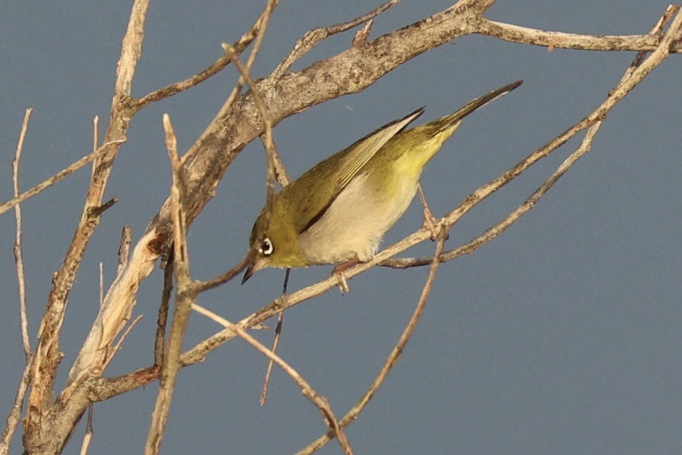 Silvereye - ML644201942