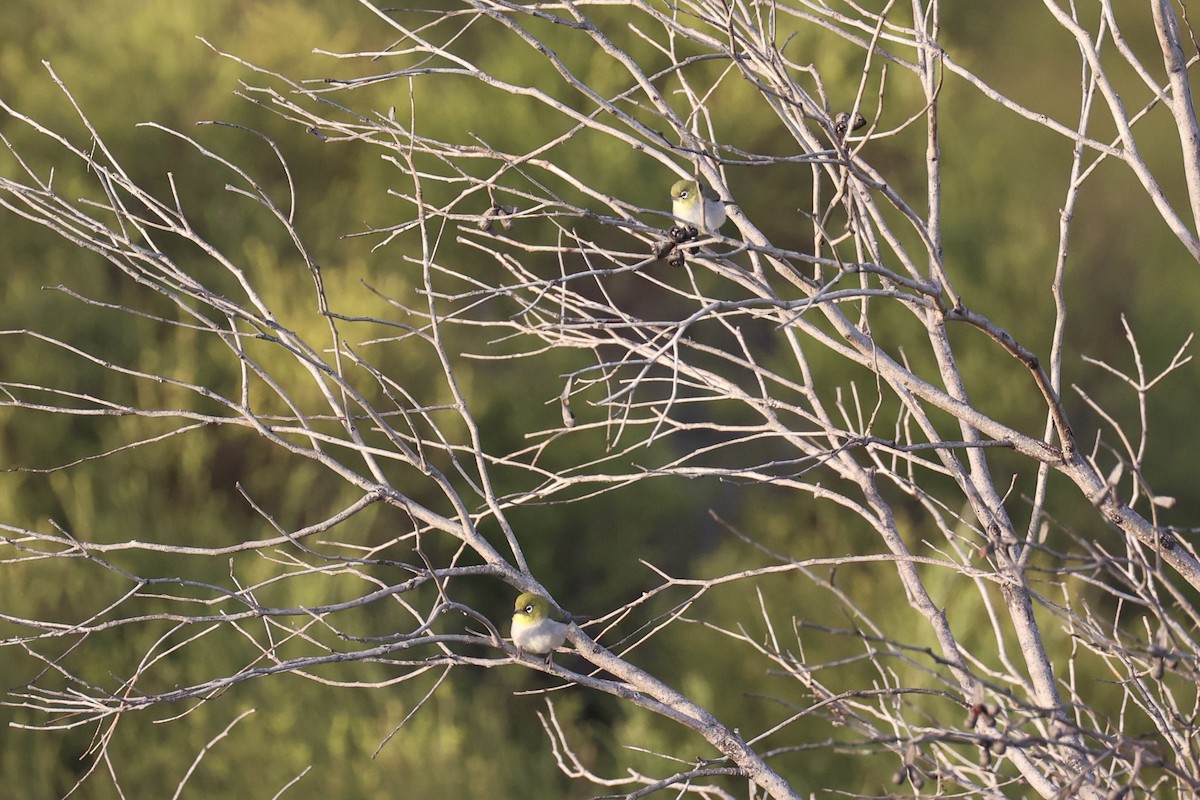 Silvereye - ML644201943