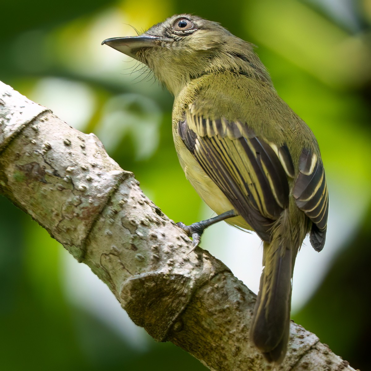 Gray-crowned Flatbill - ML644201944