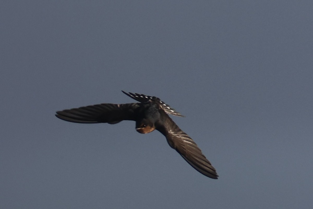Welcome Swallow - ML644201945