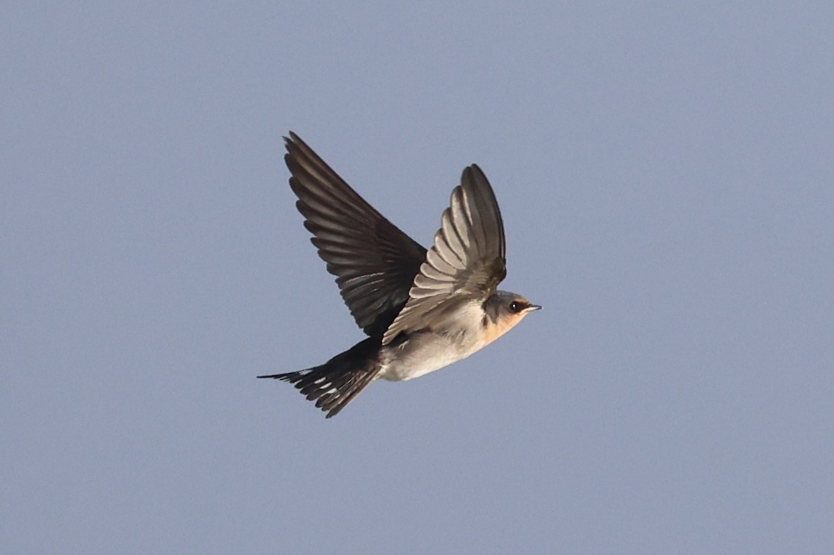 Welcome Swallow - ML644201946