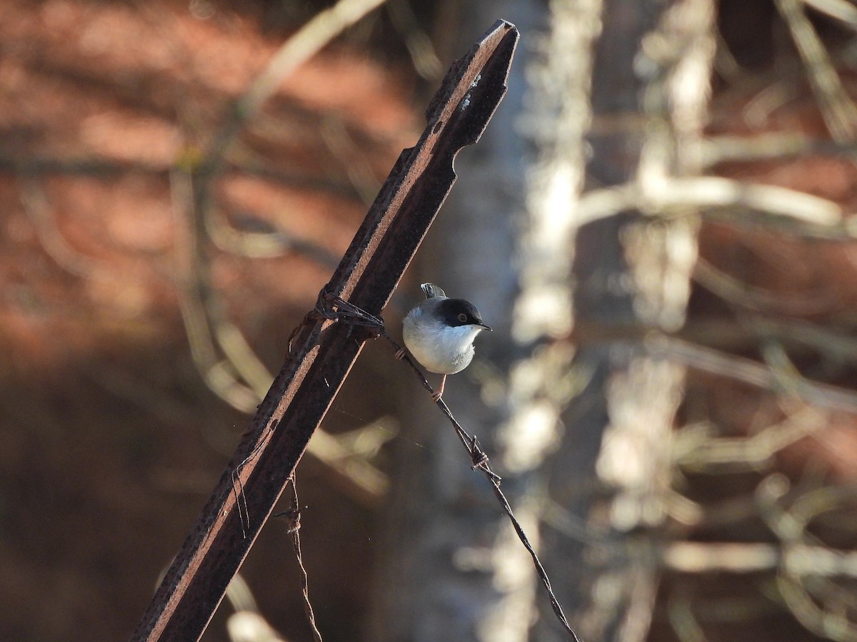 Sardinian Warbler - ML644201947