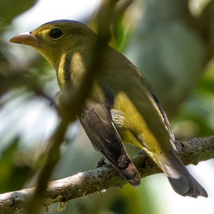 Scarlet Tanager - ML644201949
