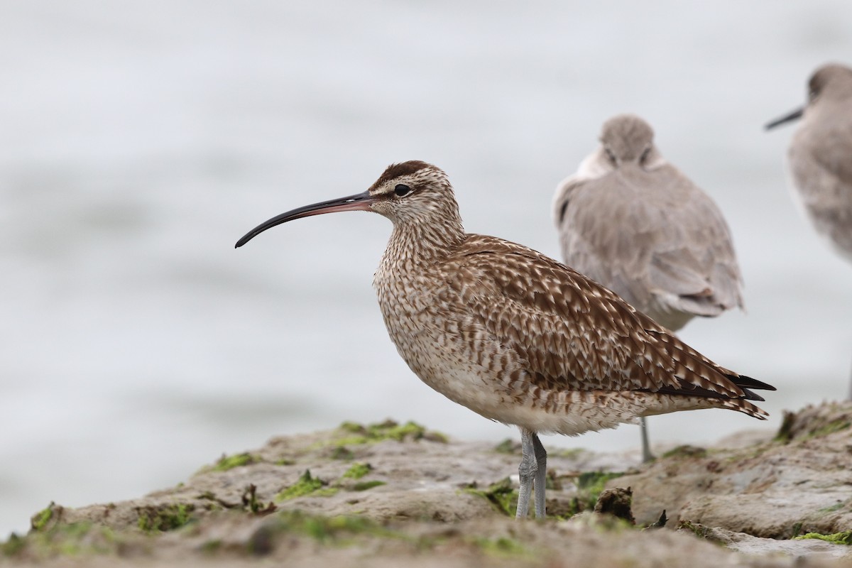 Whimbrel - ML644201950