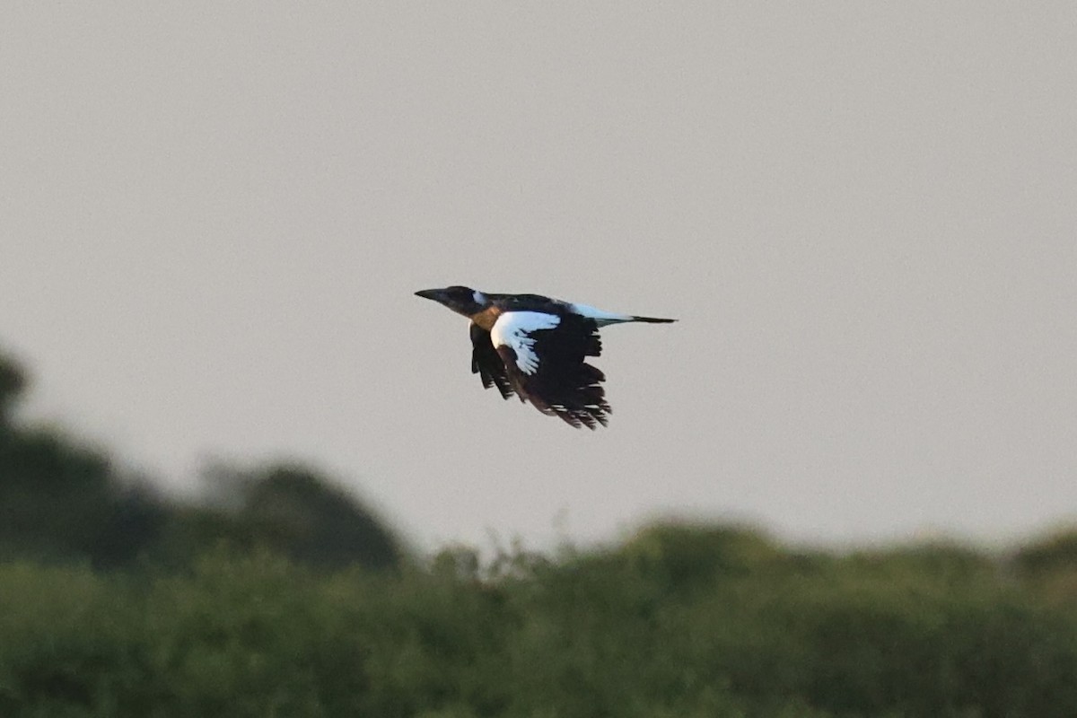 Australian Magpie - ML644201951