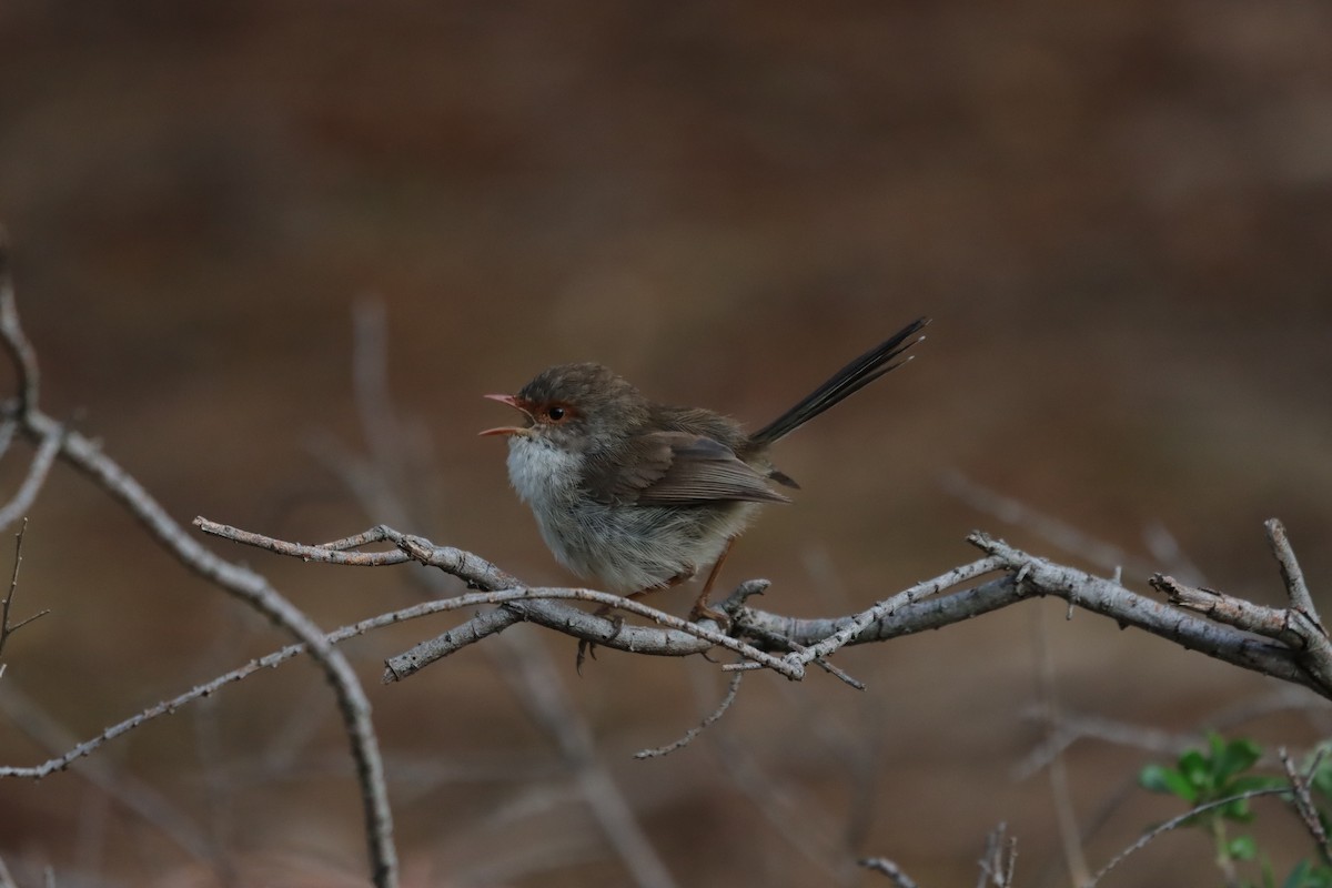 Superb Fairywren - ML644201952