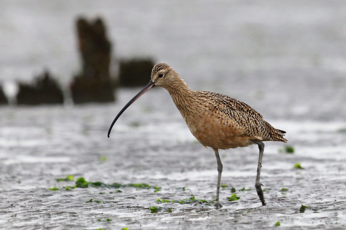 Long-billed Curlew - ML644201953