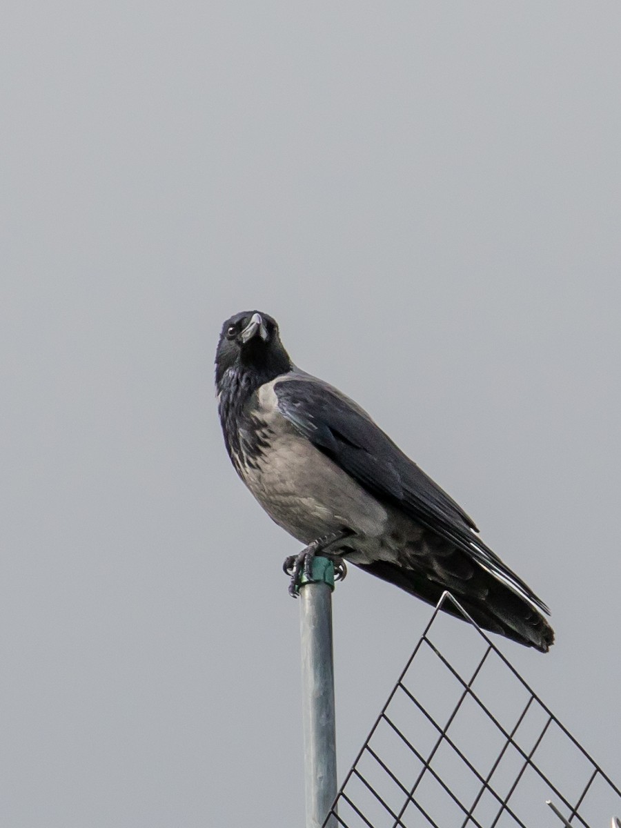 Hooded Crow - ML644201956