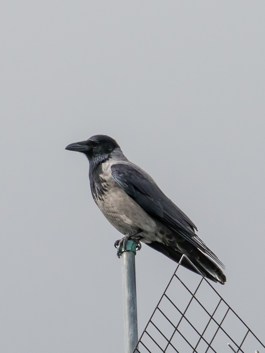 Hooded Crow - ML644201957
