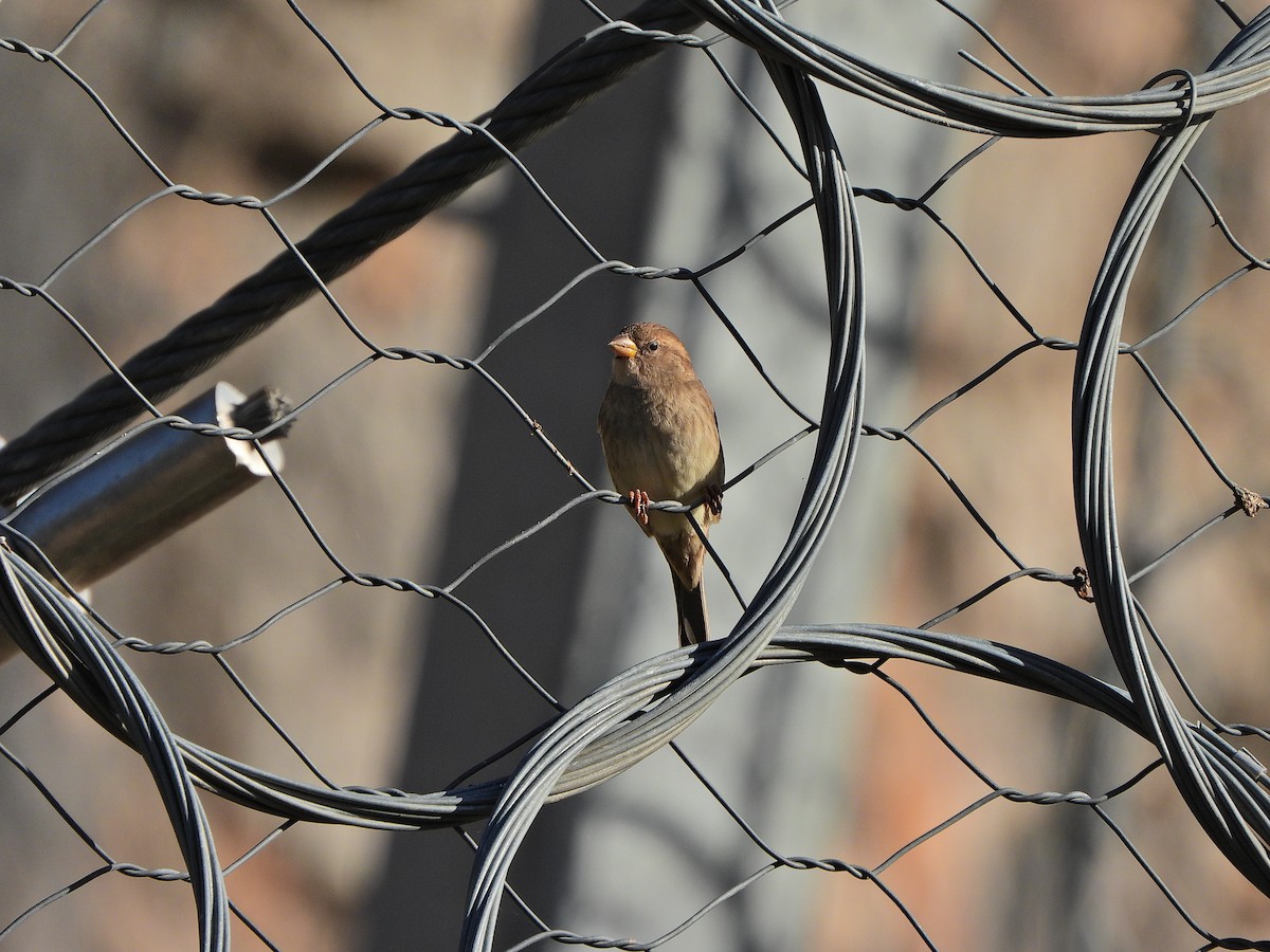 Rock Sparrow - ML644201958