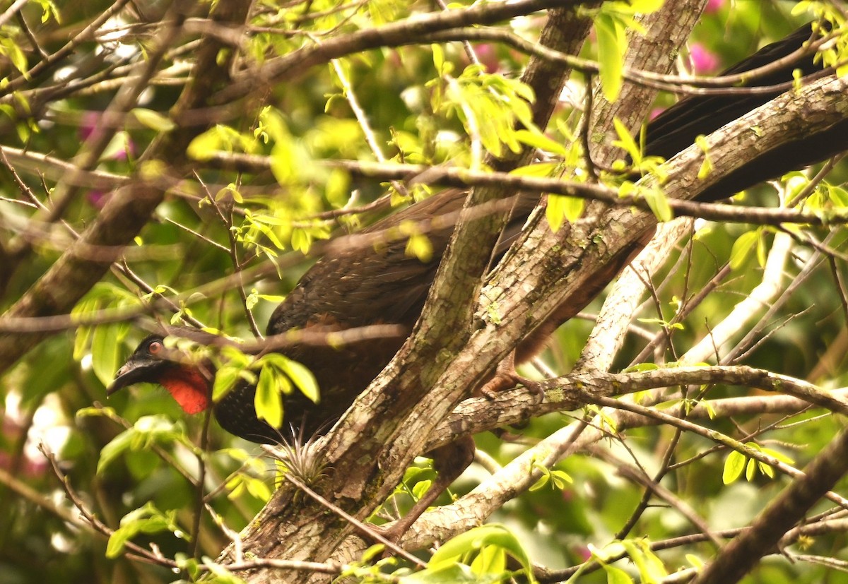 Dusky-legged Guan - ML644201959