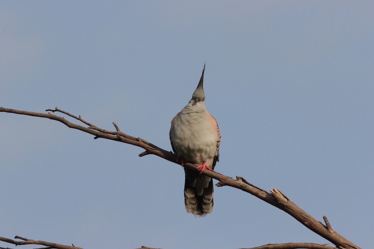 Spitzschopftaube - ML644201960