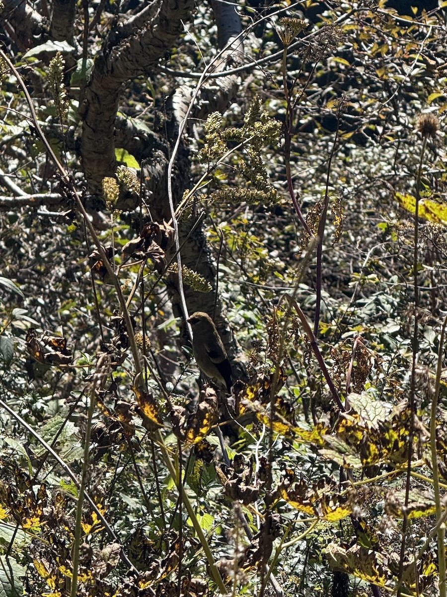 Brown Bullfinch - ML644201966