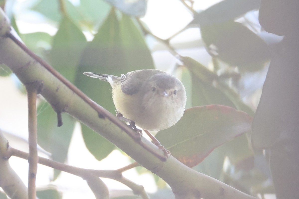 コバシムシクイ - ML644201972