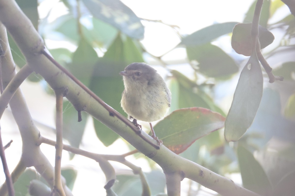 コバシムシクイ - ML644201973