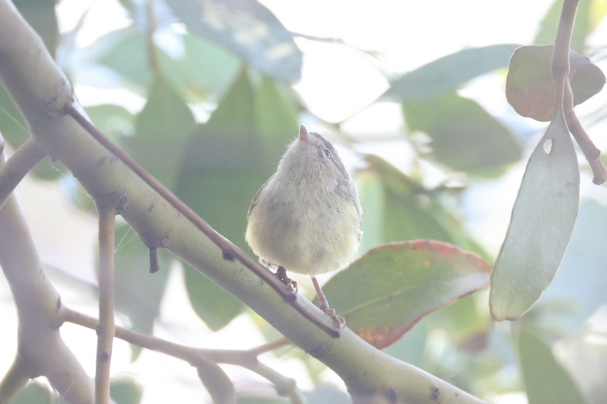 コバシムシクイ - ML644201974