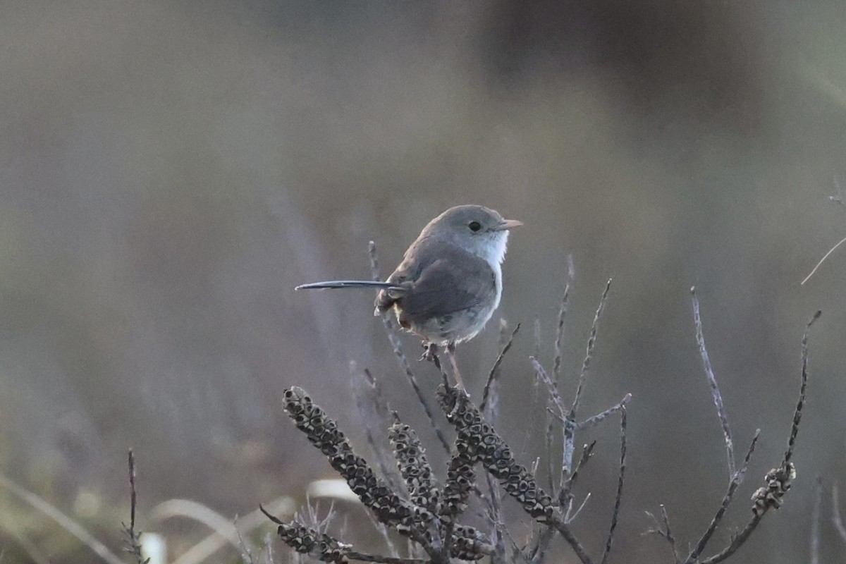 White-winged Fairywren - ML644201995