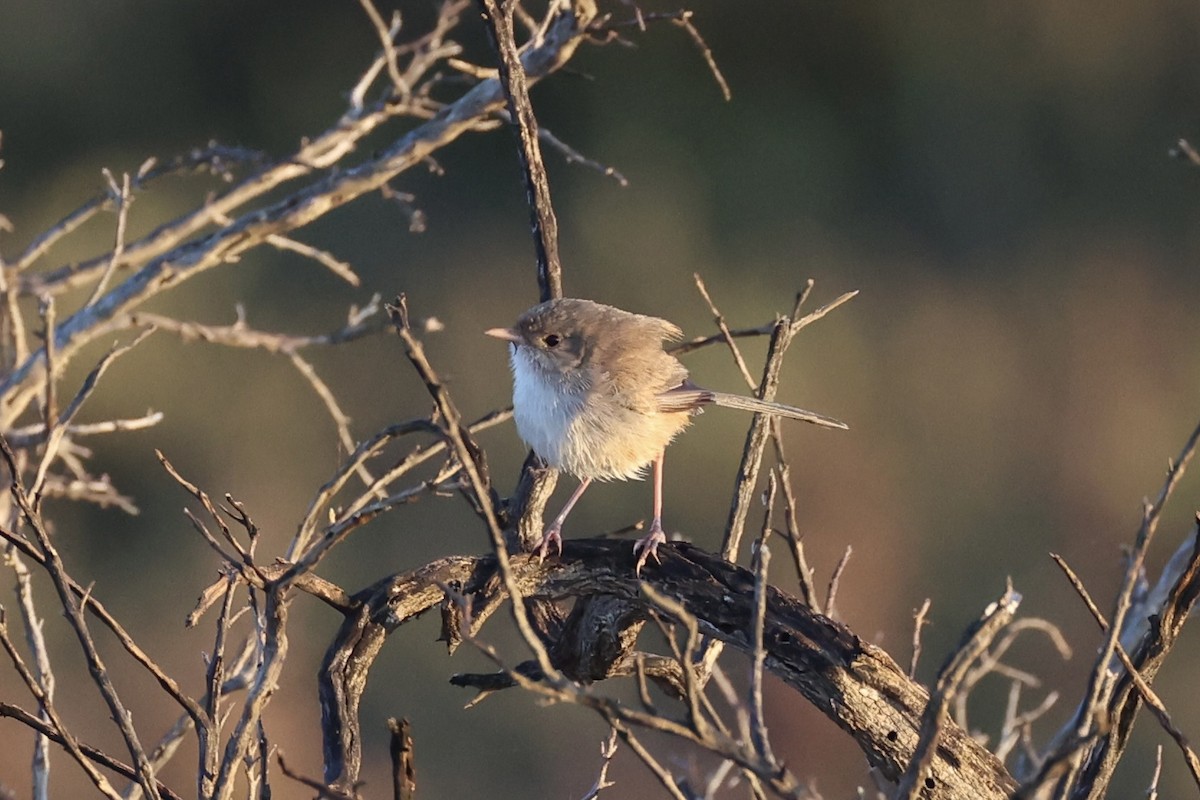 White-winged Fairywren - ML644201996