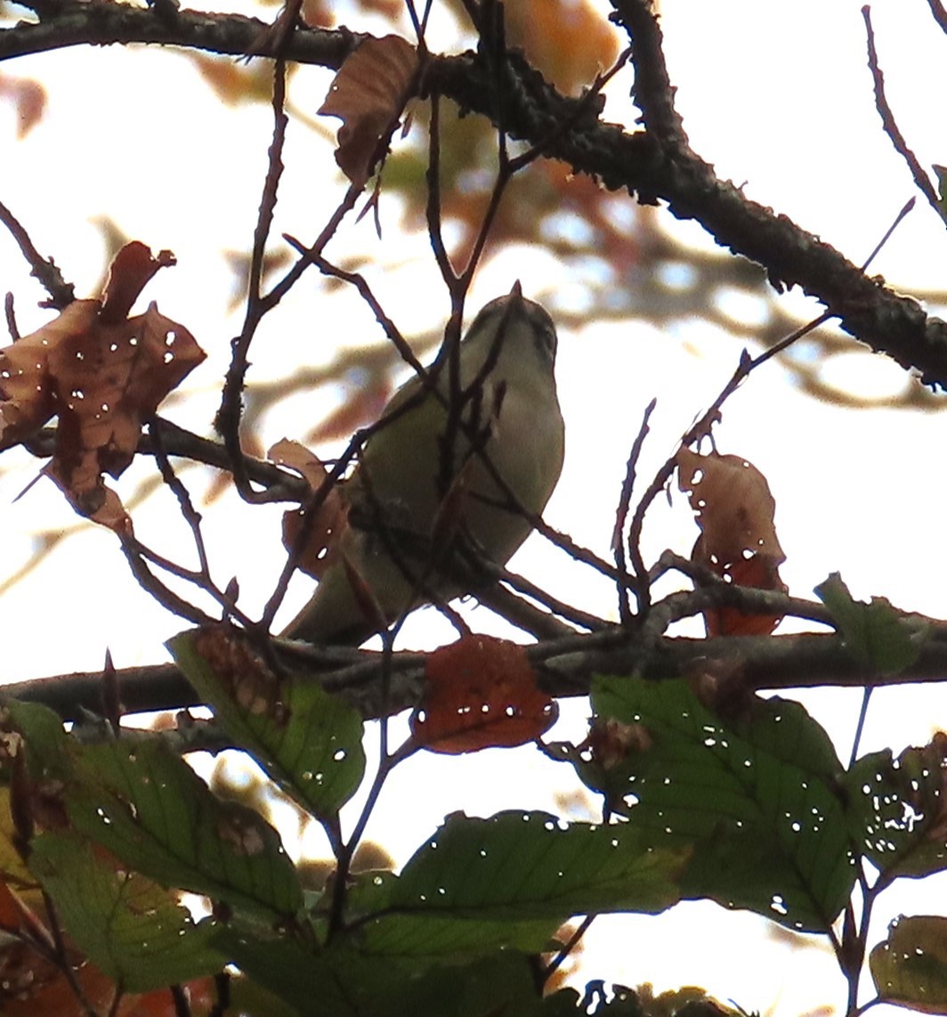 Blue-headed Vireo - ML644202026