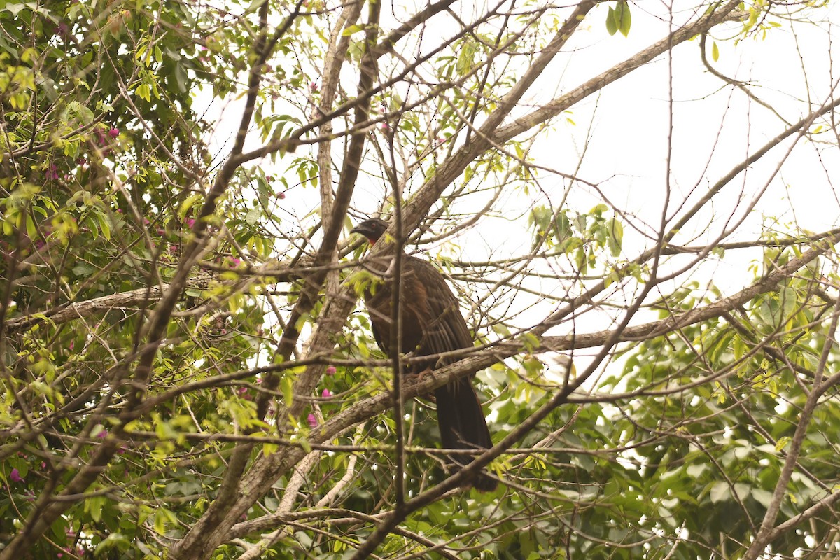 Pénélope yacouhou - ML644202030