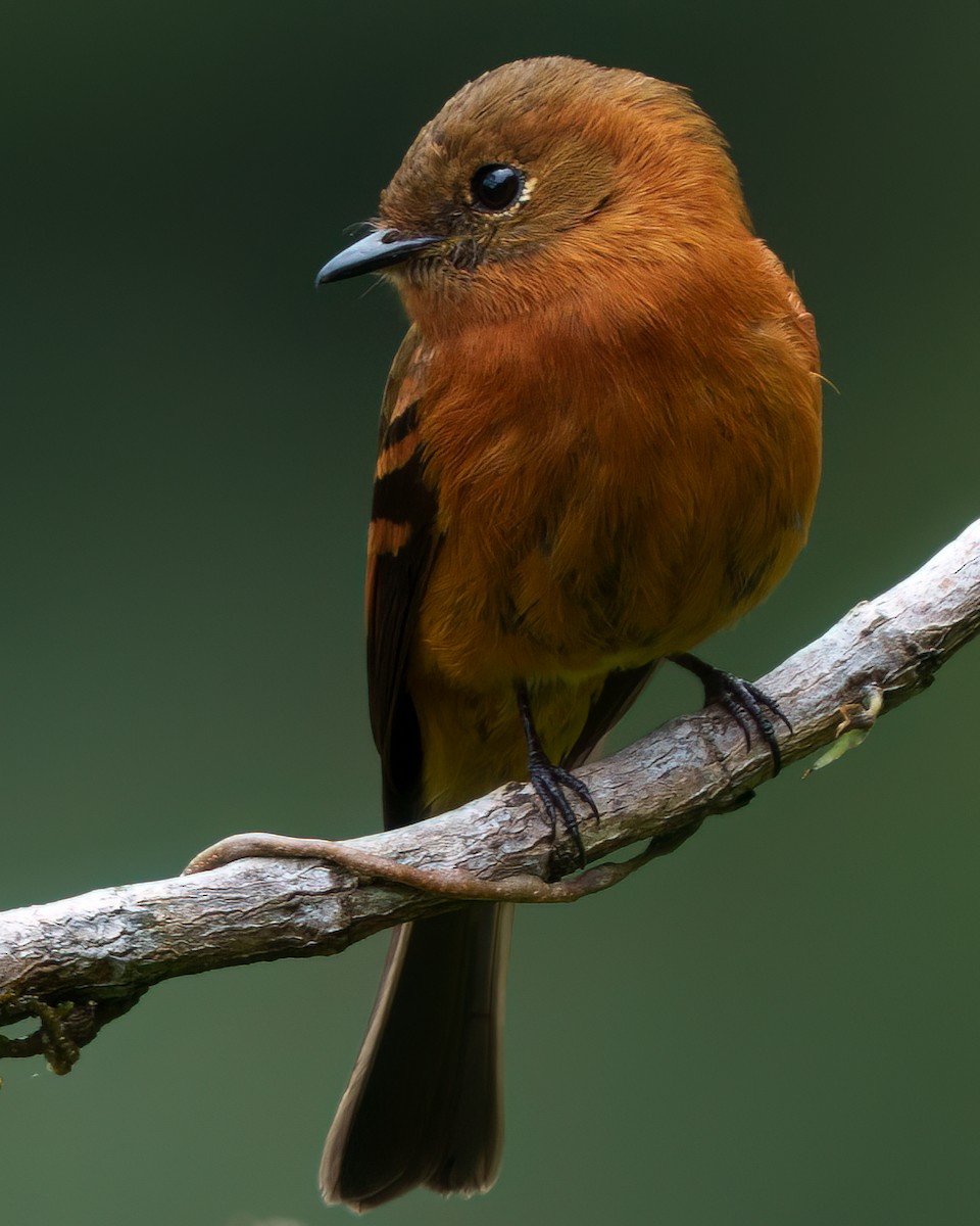 Cinnamon Flycatcher - ML644202041