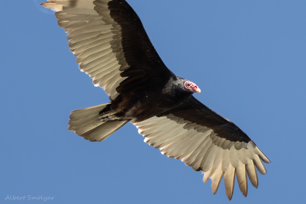 Turkey Vulture - ML644202071
