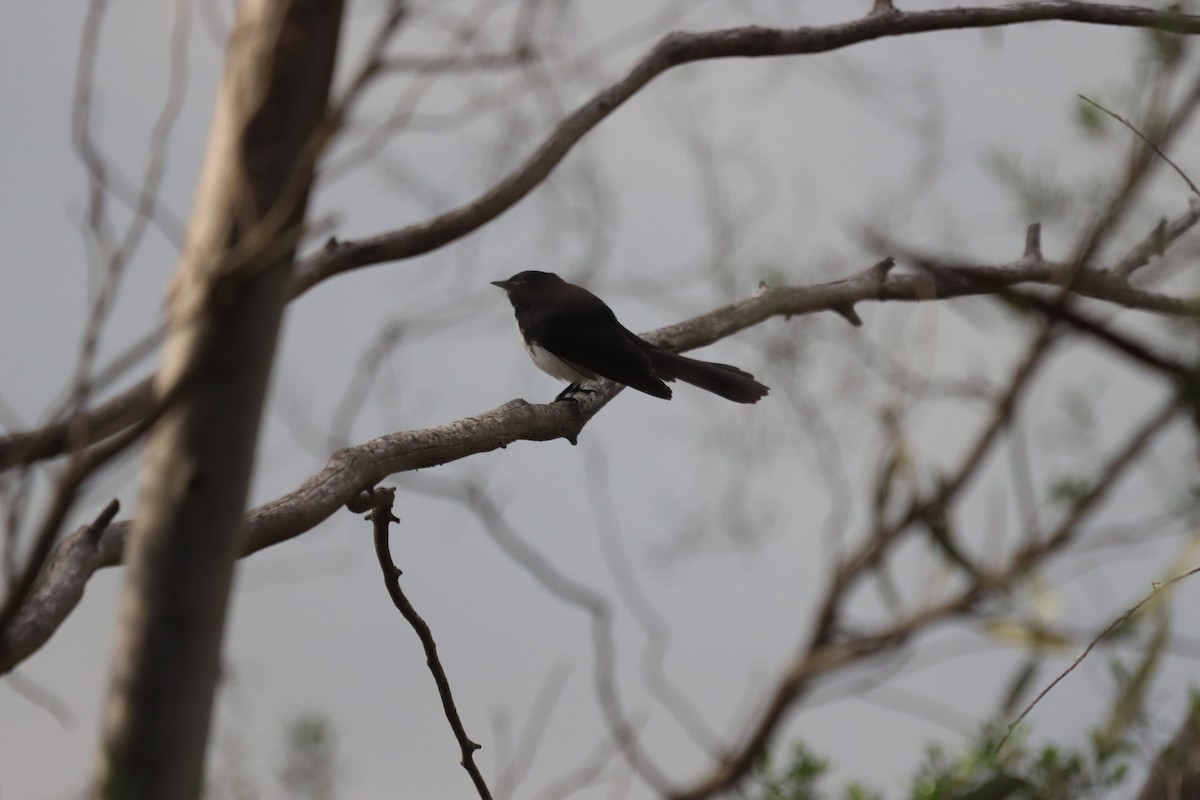 Willie-wagtail - ML644202072