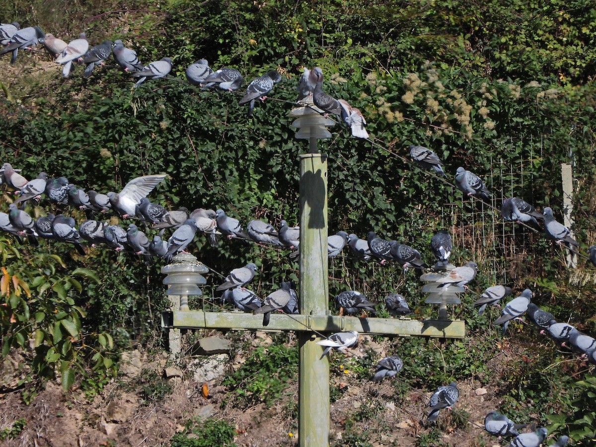 Rock Pigeon (Feral Pigeon) - ML644202076