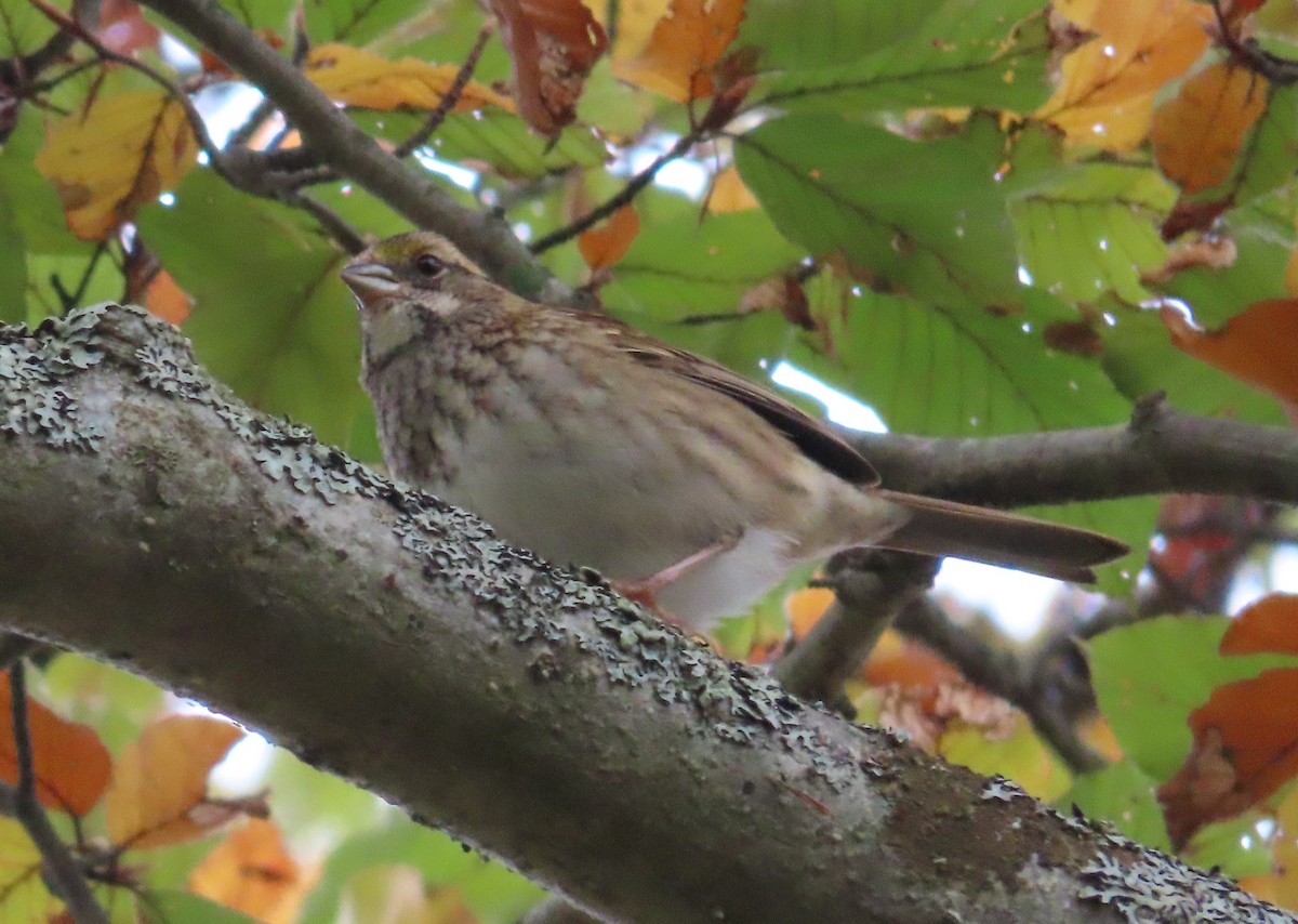 White-throated Sparrow - ML644202077